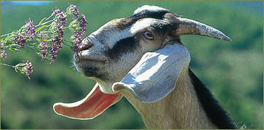 Sejour a la ferme dans la Drome