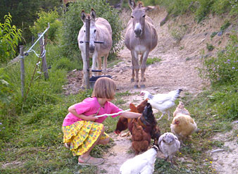 Anes et poules � l'eco-bio-gite