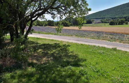 G&icirc;te n&deg;G102007 Condillac - Dr&ocirc;me - vue des lavandes en fleurs d&eacute;but juin